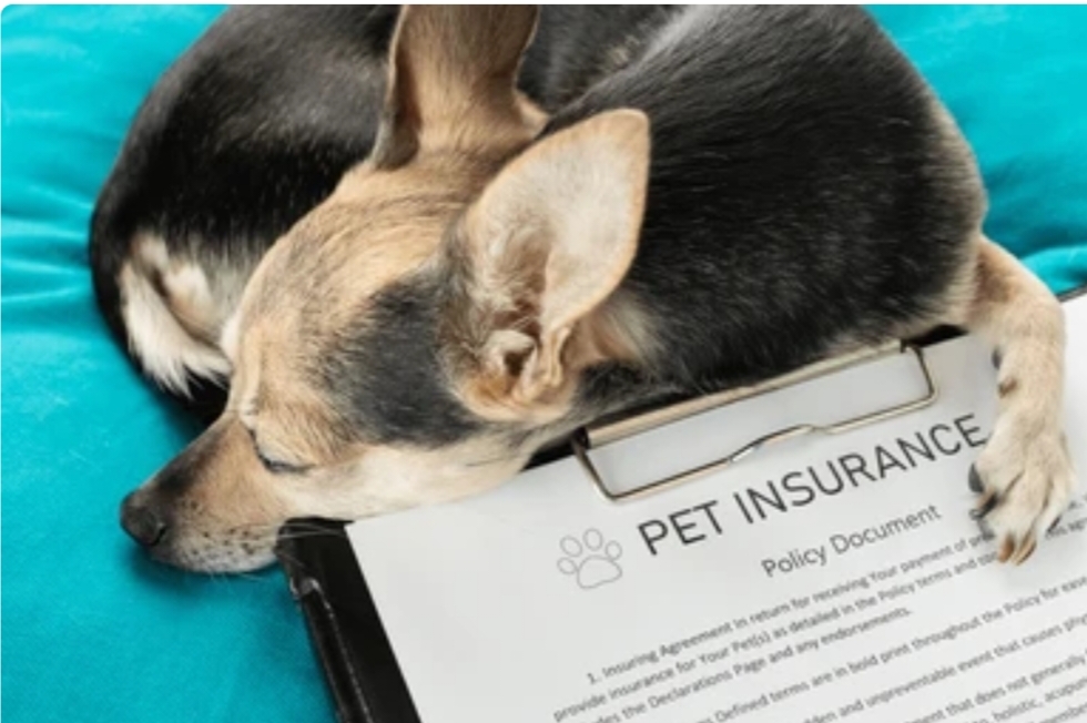 Pet Insurance